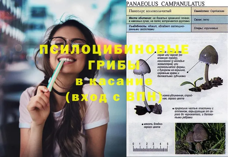 наркота  Владикавказ  Галлюциногенные грибы GOLDEN TEACHER 